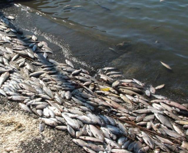 В Республике Татарстан возбуждено уголовное дело по факту массовой смерти рыбы