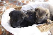 В Набережных Челнах пройдет региональная выставка собак