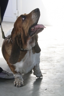 В Набережных Челнах проходит региональная выставка собак