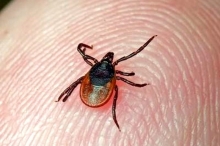 Четыре главных правила борьбы с клещами