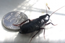 Не мышонок, не лягушка, а неведома зверушка