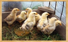 Челнинцы скупают живых цыплят