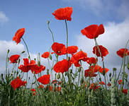 Наркополиция идет по дачам проверять посевы мака