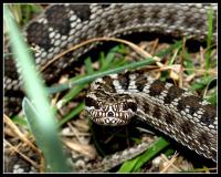 Змея напугала садоводов