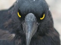 Воспитатели детсада пожаловались на агрессивную ворону.