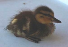 Этого крошечного утенка жители Елабуги нашли на берегу реки. 