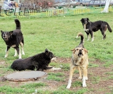 В Набережных Челнах опасаются «бешенства городского типа»