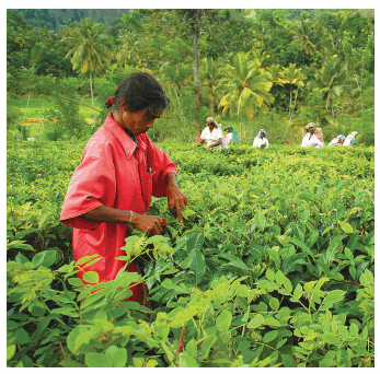 Зелёный чай – недозрелый чёрный?