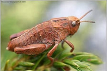 Поля в Елабуге поливают ядом от саранчи