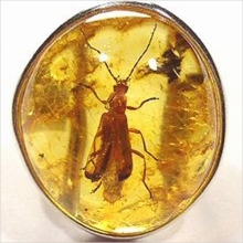 В Челны везут древних насекомых