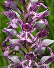 В нацпарке 'Нижняя Кама' нашли редкий вид орхидеи