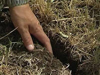 Урожай у фермеров снизится на треть