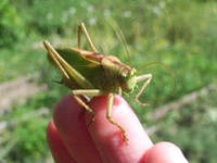 В Елабуге уничтожили саранчу