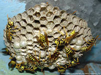 Челнинские спасатели обнаружили труп пенсионера