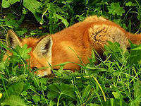 В «Прибрежном» поселились лисы