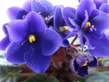 В Набережных Челнах определились с «хозяйкой» фестиваля Цветов