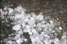 Град-вредитель