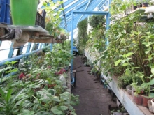 Вымирающие теплицы