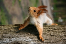 У челнинских белок есть дети и внуки