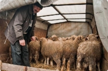 Баранов около мечетей Набережных Челнов резать запрещено