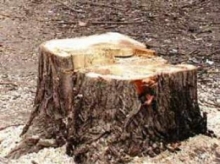 Сколько платить за спиленное в Набережных Челнах дерево?