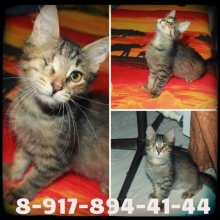 Где у кошки будет дом?