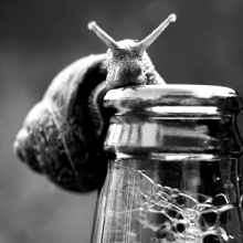 85 лет назад улитка в пиве заложила основы защиты прав потребителей