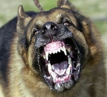 Собаки испугали 8-летних девочек