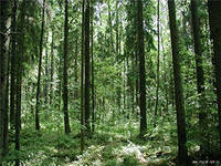 В Боровецком лесу у Набережных Челнов заблудились три бабушки