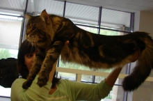 Выставка кошек 'Тубан Кама' проходит в Набережных Челнах