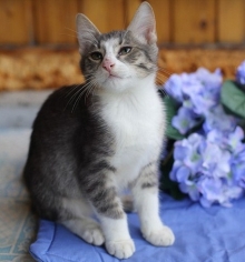 Симпатичным 'челнинцам' нужны хозяева