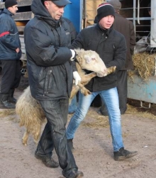 В Новом городе появится место для жертвоприношения