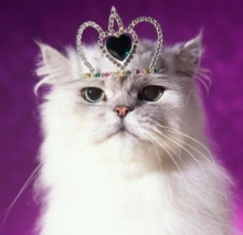 268 лет назад в царские покои императрицы Елизаветы завезли казанских котов