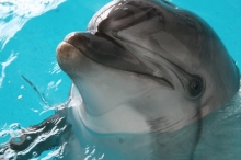 В челнинском дельфинарии - пополнение