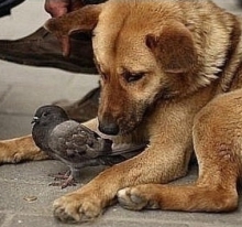 Поймать и усыпить...