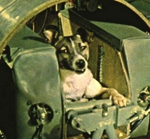 56 лет назад в космос было запущено первое теплокровное - собака Лайка