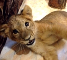 Киара подросла!