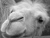 В Набережных Челнах будет свой зоопарк