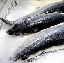 В Набережных Челнах торговали рыбой без ветеринарных документов