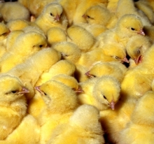 Челнинцам привезли голландских цыплят