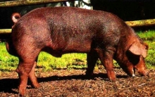 Челнинскому предприятию доставили французских свиней-производителей