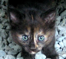 Они будут Вас любить и охранять