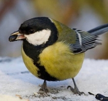 'Покормите птиц зимой' -