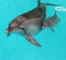 В челнинском дельфинарии презентуют новое шоу: