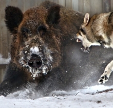 С 1-го января запрещено загонять кабанов.