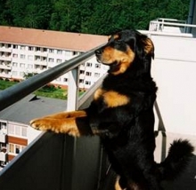 Хочешь собаку - дружи с соседом-2.