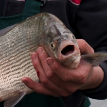 Шайхразиев полакомится сибирскими мукcунами