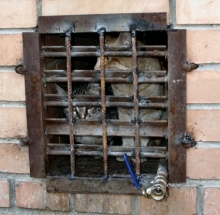 Оставьте кошкам одно подвальное окно!