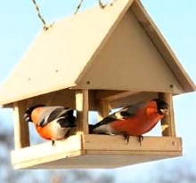 Челнинцев призвали покормить зимующих птиц