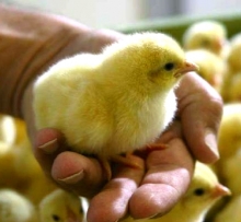 В 'Челны-бройлер' привезли 56 тысяч цыплят из Нидерландов 